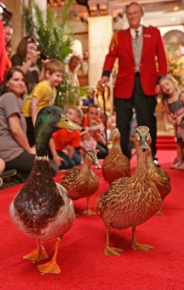 Peabodyducks